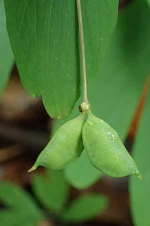 Isopyrum thalictroides \ Wiesenrauten-Muschelblmchen / False Rue Anemone, A Krems 7.5.2022