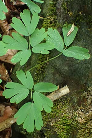 Isopyrum thalictroides \ Wiesenrauten-Muschelblmchen / False Rue Anemone, A Krems 7.5.2022