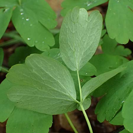 Isopyrum thalictroides \ Wiesenrauten-Muschelblmchen / False Rue Anemone, A Krems 7.5.2022