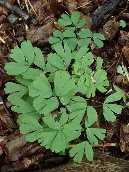 Isopyrum thalictroides \ Wiesenrauten-Muschelblmchen / False Rue Anemone, A Krems 7.5.2022