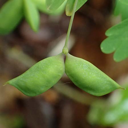 Isopyrum thalictroides \ Wiesenrauten-Muschelblmchen, A Krems 7.5.2022