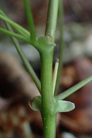 Isopyrum thalictroides \ Wiesenrauten-Muschelblmchen / False Rue Anemone, A Krems 7.5.2022