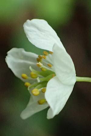 Isopyrum thalictroides \ Wiesenrauten-Muschelblmchen, A Krems 7.5.2022