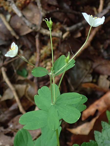 Isopyrum thalictroides \ Wiesenrauten-Muschelblmchen / False Rue Anemone, A Krems 7.5.2022