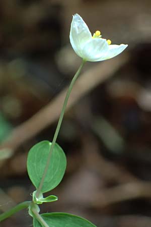 Isopyrum thalictroides \ Wiesenrauten-Muschelblmchen, A Krems 7.5.2022