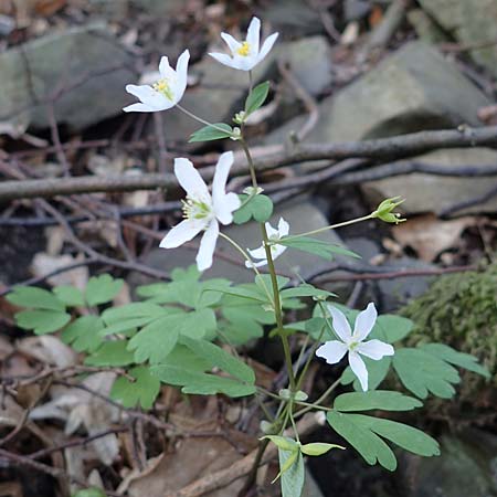 Isopyrum thalictroides \ Wiesenrauten-Muschelblmchen / False Rue Anemone, A Krems 1.4.2023