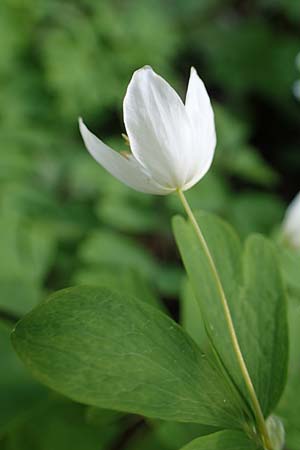 Isopyrum thalictroides \ Wiesenrauten-Muschelblmchen, A Kärnten, St. Paul im Lavanttal 4.4.2023