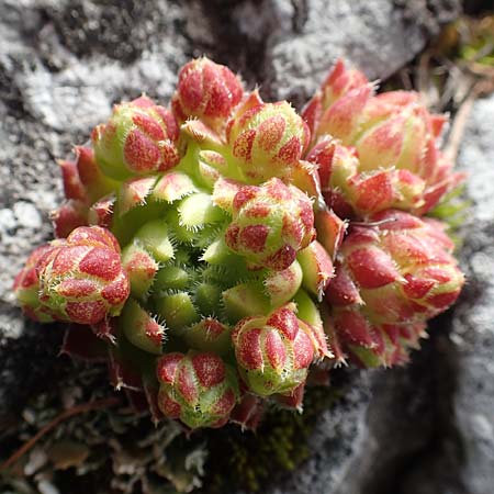 Sempervivum globiferum subsp. hirtum \ Behaarte Fransenhauswurz / Hairy Hen-and-Chicks, A Schneealpe 30.6.2020