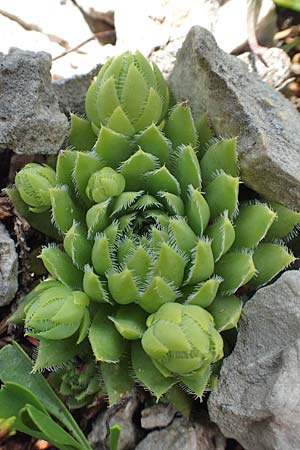 Sempervivum globiferum subsp. hirtum \ Behaarte Fransenhauswurz / Hairy Hen-and-Chicks, A Schneeberg 1.7.2020