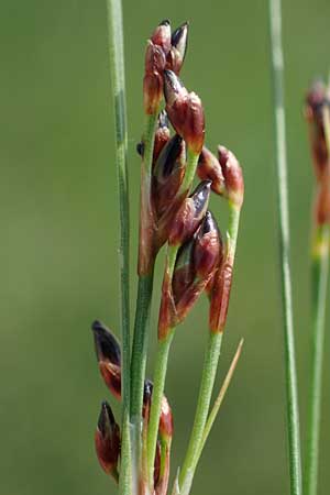 Juncus gerardii \ Bodden-Binse, Salz-Binse / Saltmeadow Rush, A Seewinkel, Apetlon 8.5.2022