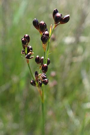 Juncus gerardii \ Bodden-Binse, Salz-Binse / Saltmeadow Rush, A Seewinkel, Podersdorf 10.5.2022