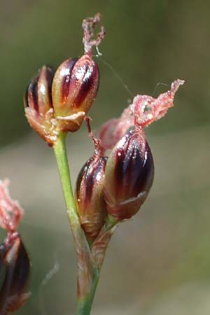 Juncus gerardii \ Bodden-Binse, Salz-Binse / Saltmeadow Rush, A Seewinkel, Podersdorf 10.5.2022