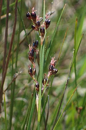 Juncus gerardii \ Bodden-Binse, Salz-Binse / Saltmeadow Rush, A Seewinkel, Podersdorf 10.5.2022