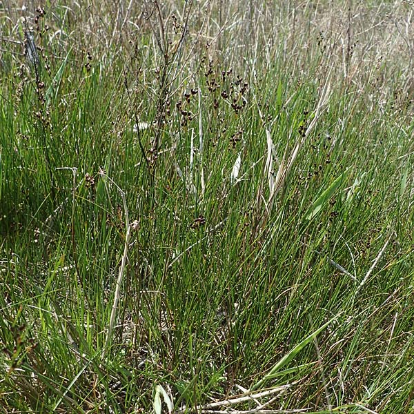 Juncus gerardii \ Bodden-Binse, Salz-Binse / Saltmeadow Rush, A Seewinkel, Podersdorf 10.5.2022