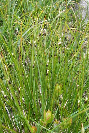 Juncus monanthos / Host's Rush, A Carinthia, Petzen 2.7.2010