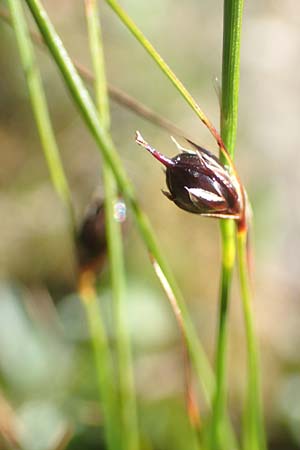 Juncus monanthos / Host's Rush, A Carinthia, Petzen 8.8.2016