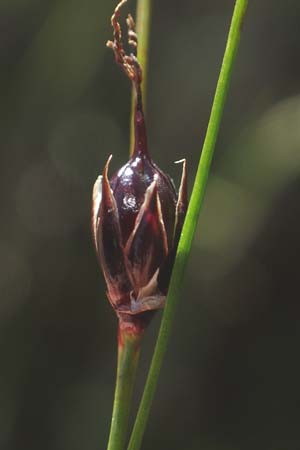 Juncus monanthos / Host's Rush, A Carinthia, Petzen 8.8.2016