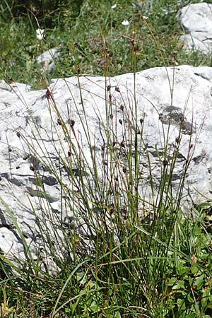 Juncus monanthos \ Einbltige Binse / Host's Rush, A Kärnten/Carinthia, Petzen 8.8.2016