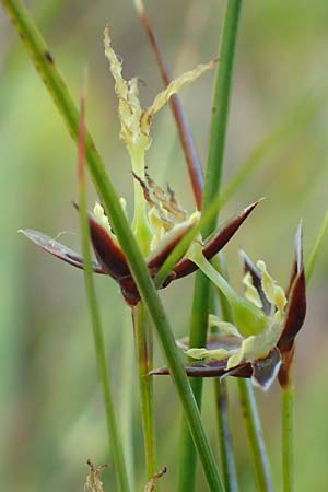 Juncus monanthos \ Einbltige Binse / Host's Rush, A Dachstein, Auretskar 7.7.2020