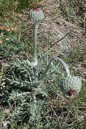 Jurinea mollis \ Weiche Silberscharte, Spinnweb-Bisamdistel / Soft Knapweed, Jurinea, A Hainburg 14.5.2022