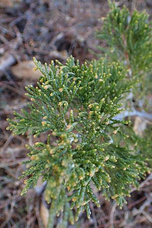 Juniperus sabina \ Stink-Wacholder, Sadebaum / Rock Cedar, Savin, A Osttirol, Matrei 5.4.2023