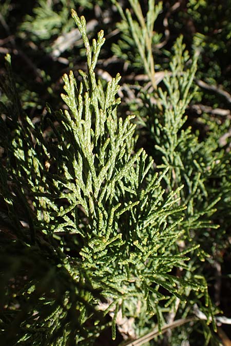 Juniperus sabina / Rock Cedar, Savin, A Osttirol, Matrei 5.4.2023