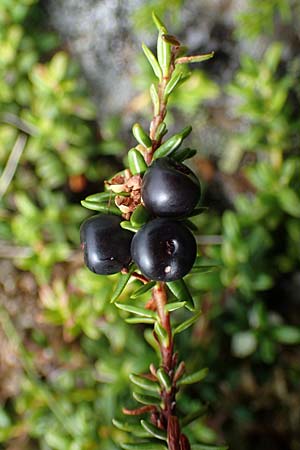 Empetrum nigrum \ Krhenbeere, Rauschbeere / Crow Berry, A Niedere Tauern, Sölk-Pass 26.7.2021