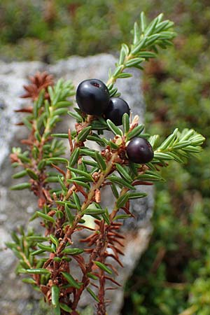 Empetrum nigrum \ Krhenbeere, Rauschbeere / Crow Berry, A Niedere Tauern, Sölk-Pass 26.7.2021