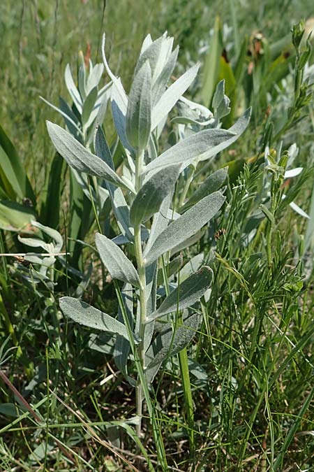 Galatella cana \ Graue Steppen-Aster, A Weiden am Neusiedler See 10.5.2022