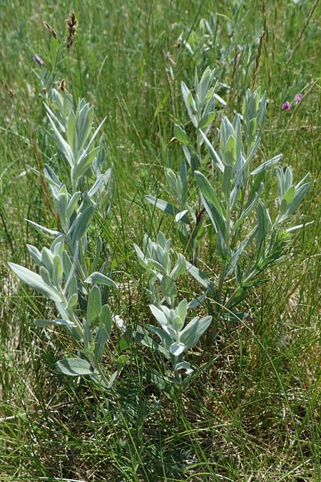 Galatella cana \ Graue Steppen-Aster, A Weiden am Neusiedler See 10.5.2022