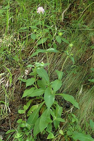 Knautia dipsacifolia \ Wald-Witwenblume, A Kraubath (Mur) 27.6.2021