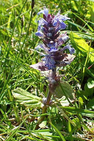 Ajuga reptans \ Kriechender Gnsel / Bugle, A Tauplitz-Alm 5.7.2020