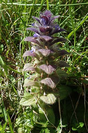 Ajuga pyramidalis \ Pyramiden-Gnsel / Pyramidal Bugle, A Dachstein, Auretskar 7.7.2020