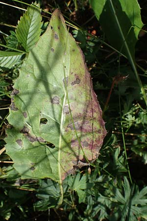 Klasea lycopifolia \ Wolfstrappblättrige Scharte, Ungarische Scharte / Gipsywort-Leaved Klasea, A Hainburg 8.7.2023