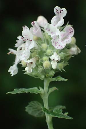 Nepeta cataria \ Echte Katzenminze / Catnip, A Ladendorf 10.7.2023