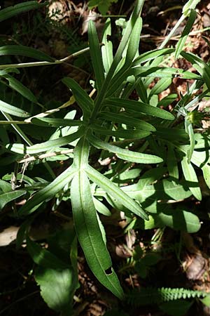 Knautia norica \ Norische Witwenblume / Norican Scabious, A Kraubath (Mur) 27.6.2021