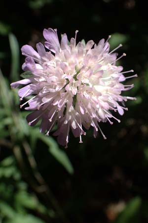 Knautia norica \ Norische Witwenblume / Norican Scabious, A Kraubath (Mur) 27.6.2021