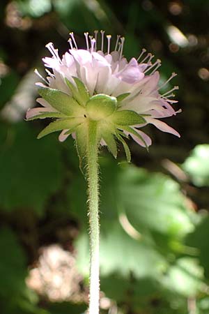 Knautia norica \ Norische Witwenblume / Norican Scabious, A Kraubath (Mur) 27.6.2021