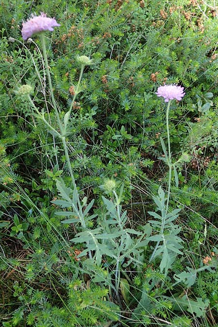 Knautia norica \ Norische Witwenblume / Norican Scabious, A Kraubath (Mur) 27.6.2021