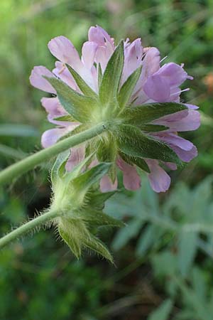 Knautia norica \ Norische Witwenblume / Norican Scabious, A Kraubath (Mur) 27.6.2021