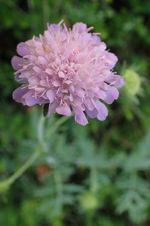 Knautia norica \ Norische Witwenblume / Norican Scabious, A Kraubath (Mur) 27.6.2021