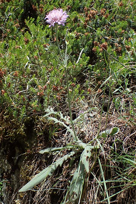Knautia norica \ Norische Witwenblume / Norican Scabious, A Kraubath (Mur) 27.6.2021