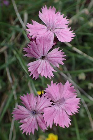 Dianthus carthusianorum subsp. carthusianorum \ Kartuser-Nelke / Carthusian Pink, A Pusterwald, Eiskar 29.6.2021