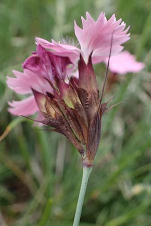 Dianthus carthusianorum subsp. carthusianorum \ Kartuser-Nelke, A Pusterwald, Eiskar 29.6.2021