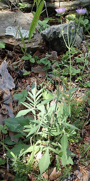 Knautia norica \ Norische Witwenblume / Norican Scabious, A Kraubath (Mur) 25.7.2021