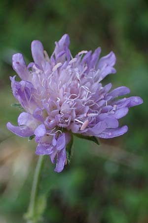 Knautia norica \ Norische Witwenblume / Norican Scabious, A Kraubath (Mur) 25.7.2021