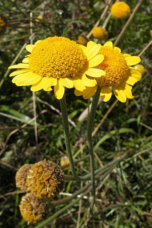 Anthemis tinctoria \ Frber-Hundskamille, Frber-Kamille, A Kärnten, Ulrichsberg 2.8.2011