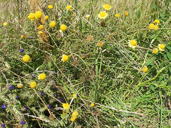 Anthemis tinctoria \ Frber-Hundskamille, Frber-Kamille, A Kärnten, Ulrichsberg 2.8.2011