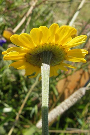 Anthemis tinctoria / Yellow Chamomile, A Carinthia, Ulrichsberg 2.8.2011