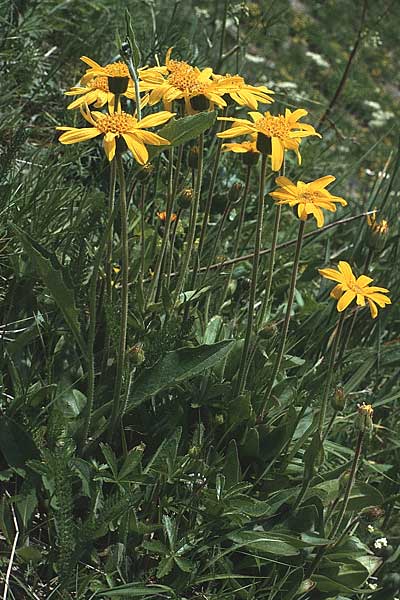 Doronicum clusii subsp. clusii \ Clusius' Gmswurz, A Widderstein 12.7.1987